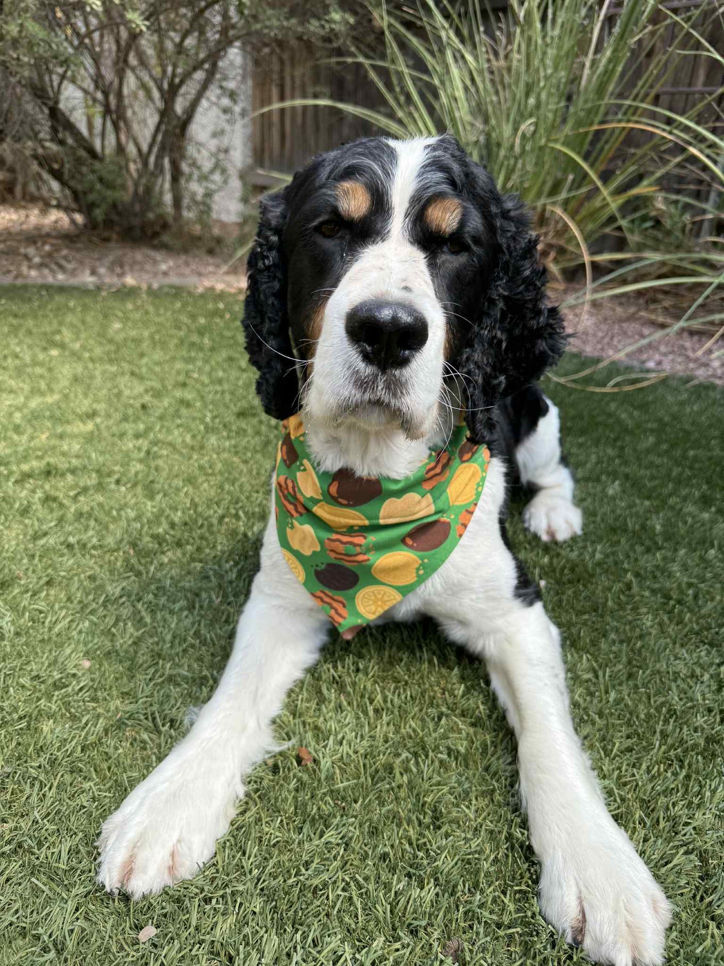 GS Cookies Dog Scarf