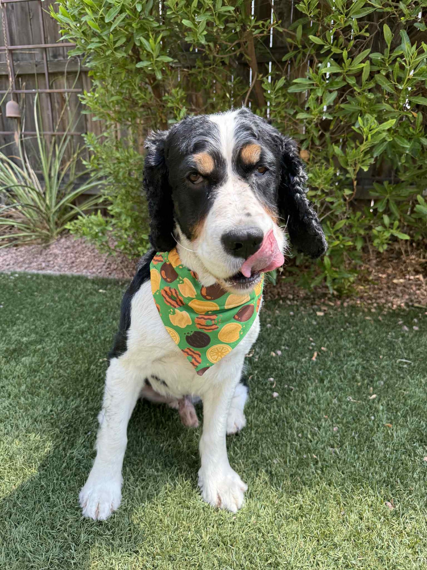 GS Cookies Dog Scarf