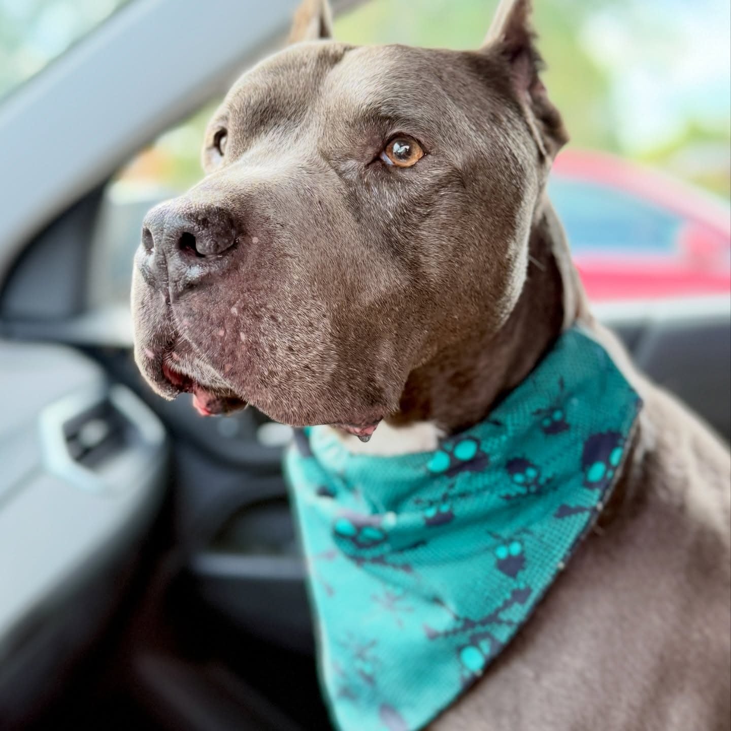 Emo Skulls Over-the-Collar Bandana
